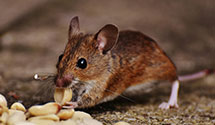 24 Hour & Emergency Exterminators in Sylvan, PA